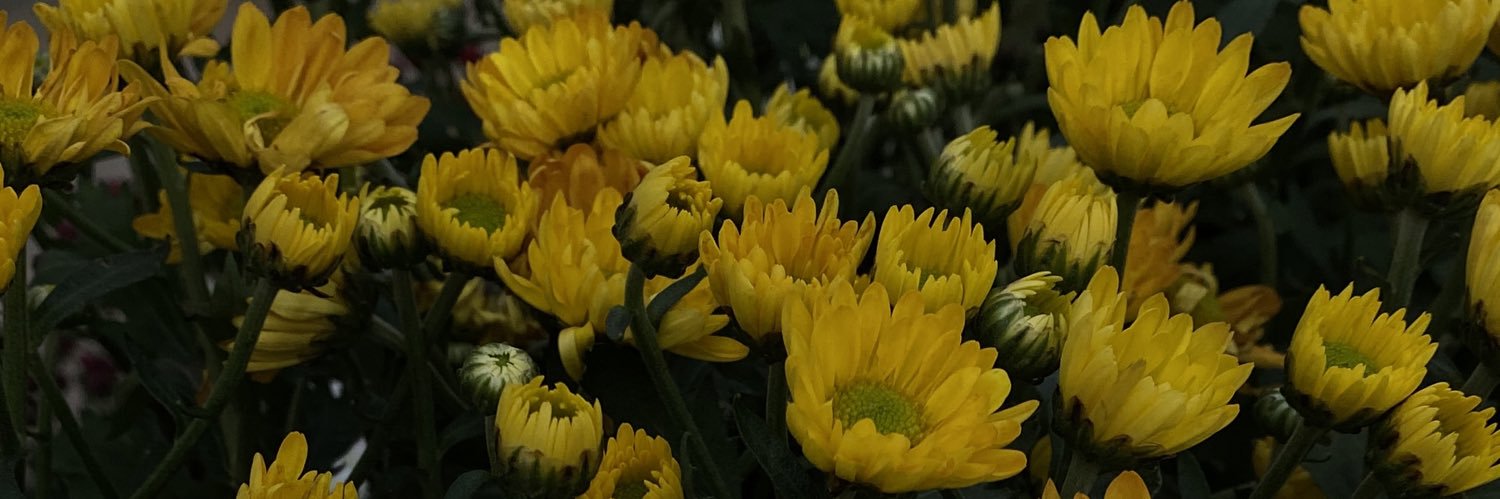 ilel___'s profile banner image
