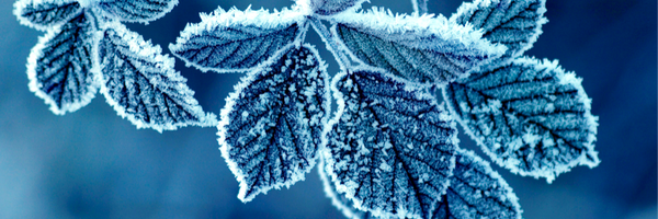 WL_Cordero Profile Banner