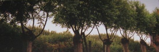 AnnePierSalv's profile banner image