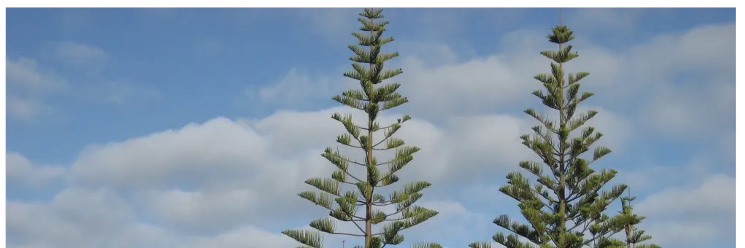 David L.M Tuipulotu banner