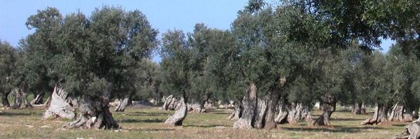 EnricoCastrovil Profile Banner