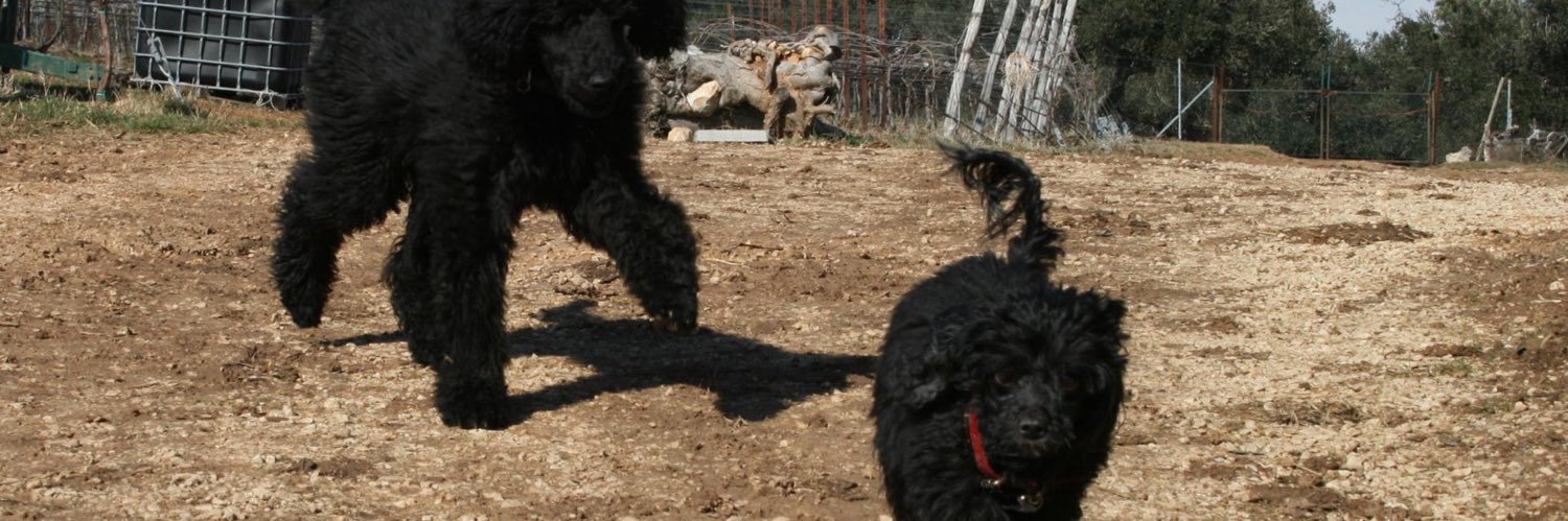 Sissi Baratella banner