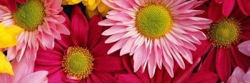 Hopmarket Flowers banner