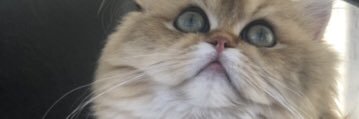 fuelmtlc's profile banner image