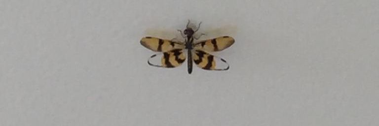 dragonfly_at's profile banner image