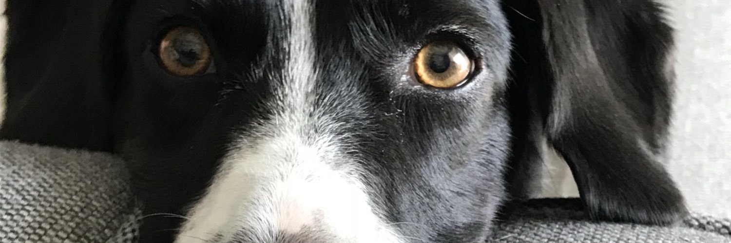 megglesrae's profile banner image