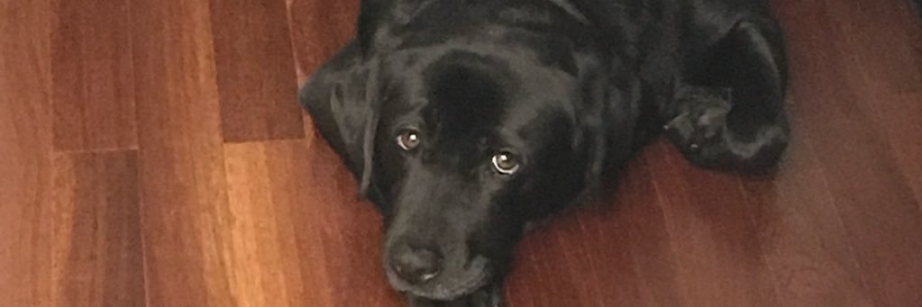 Ariaribi's profile banner image