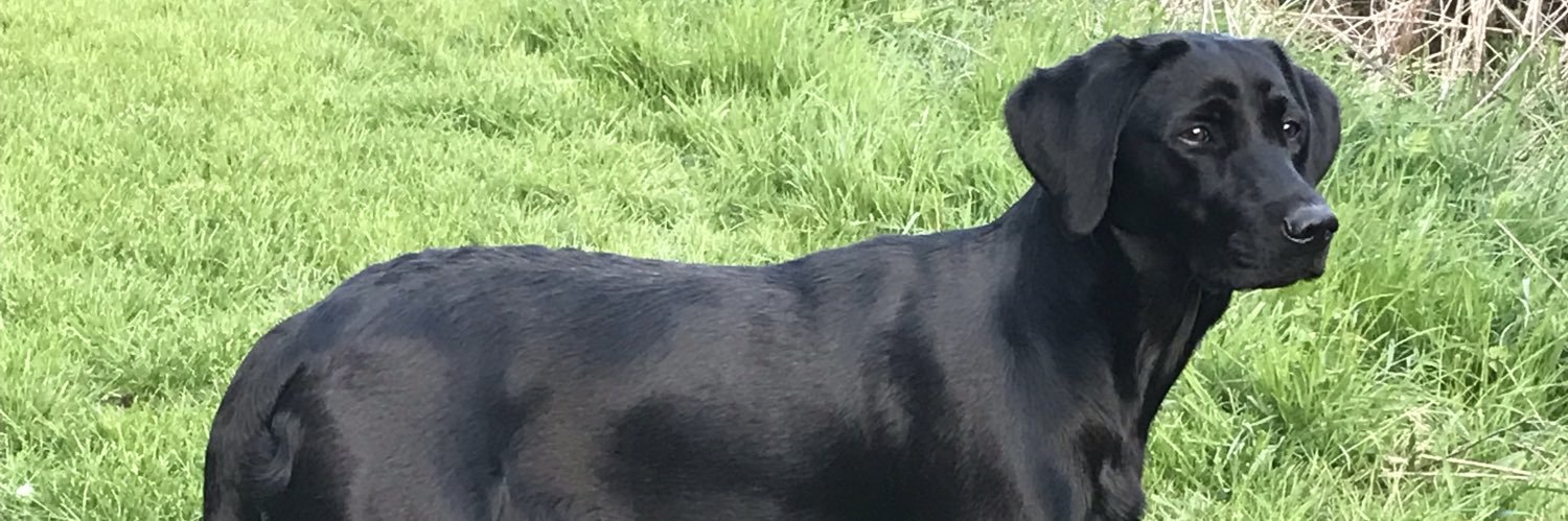 EdLees's profile banner image