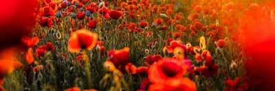 samten91's profile banner image