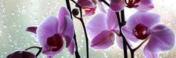 Tutuk Profile Banner