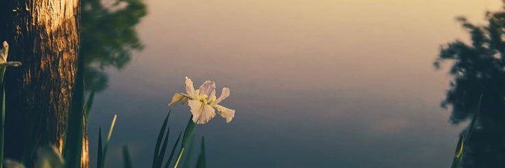 pliaxms's profile banner image