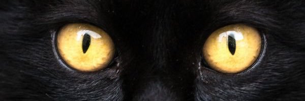Schwarze Katze 🖤 banner