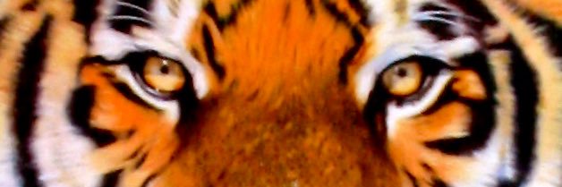 DavidHN2's profile banner image