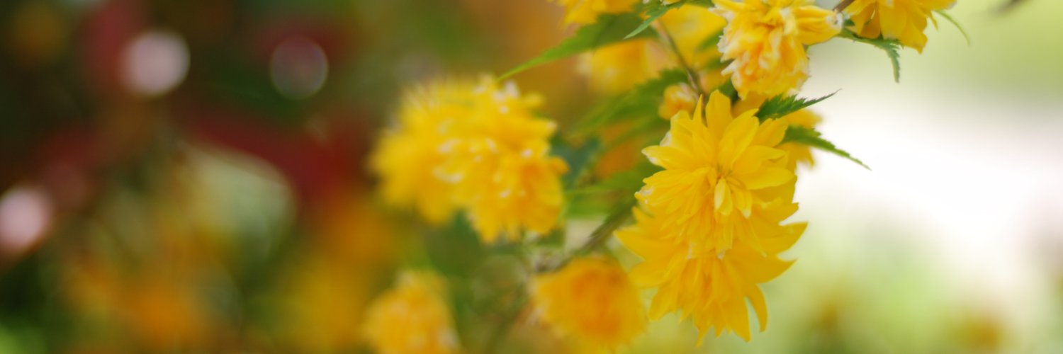 k_saky's profile banner image