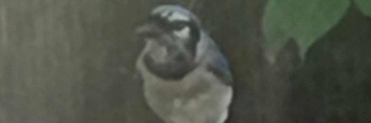 ginabee66's profile banner image