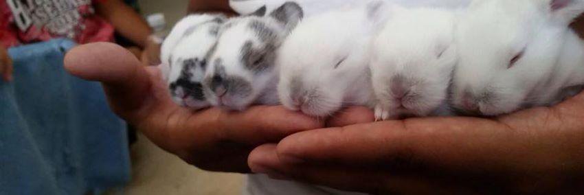 Friends of Rabbits banner