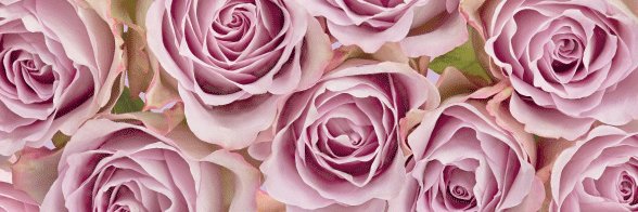R Taylor banner