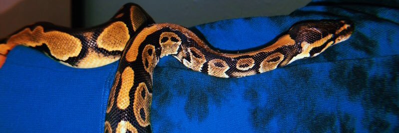 SierraRenea9's profile banner image