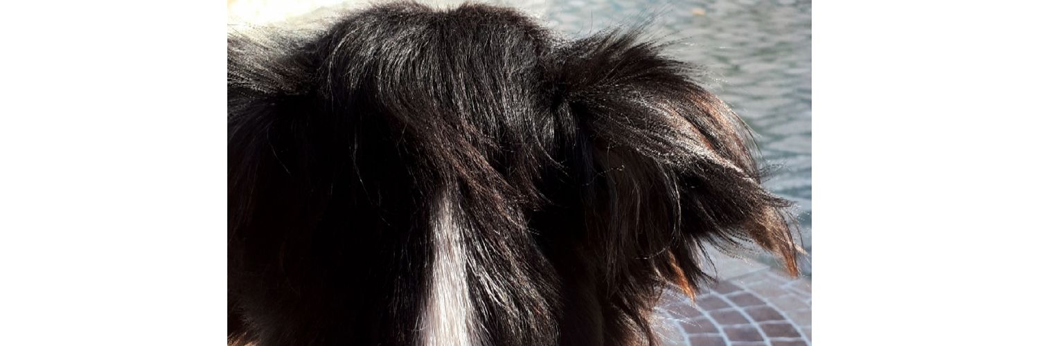 pbeatrizzz's profile banner image