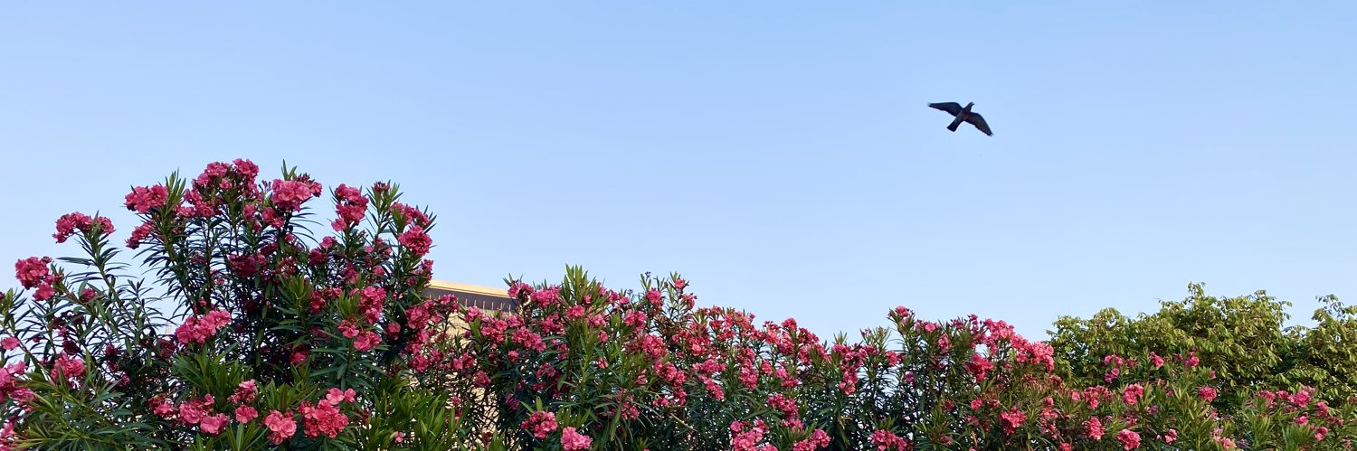 SunisaNisa's profile banner image