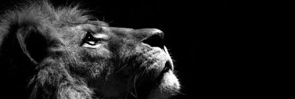 MOSGOTTAEAT's profile banner image