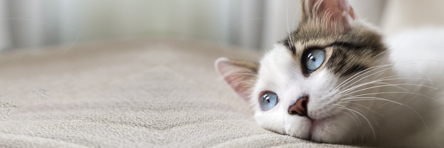 petchacats's profile banner image
