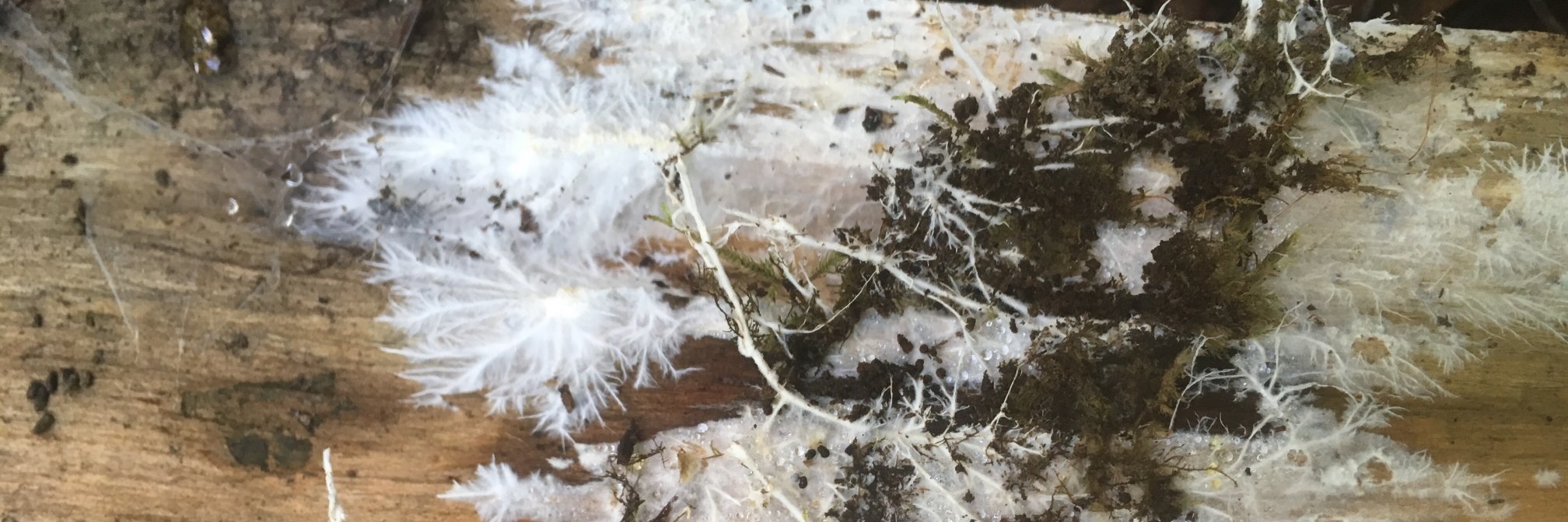 Emile Gluck-Thaler banner