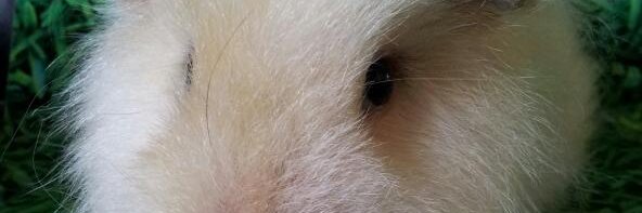 CavyCornerS's profile banner image