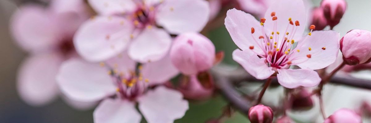 higa's profile banner image