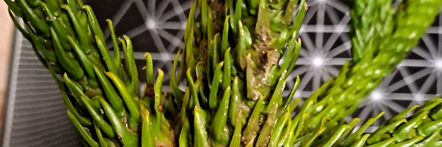 macandela_'s profile banner image