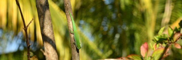 iMagazineTwit Profile Banner