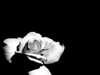 nazira_lockhat's profile banner image