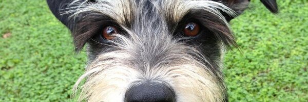 _SrPerro Profile Banner