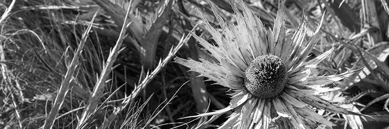 Minha_Turquesa's profile banner image