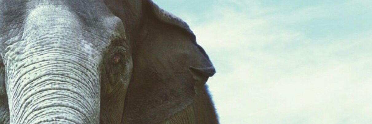arigaS0's profile banner image