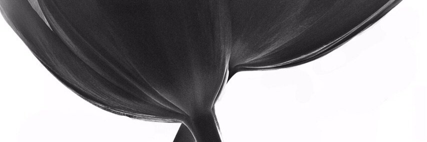 didisglair's profile banner image