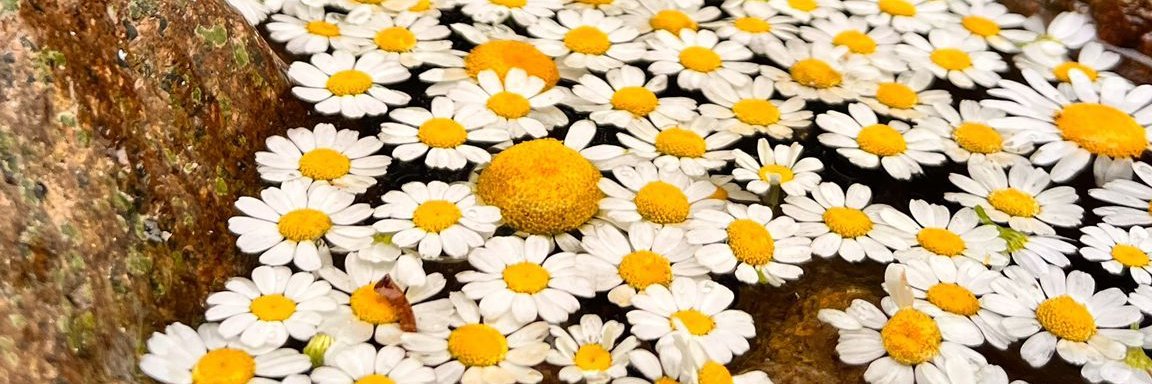 ebrusayim's profile banner image