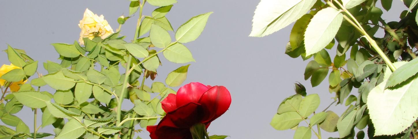 ziad613's profile banner image