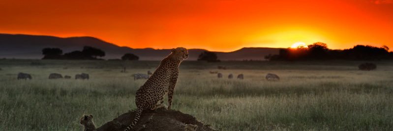 ✨ Mohd 🇸🇦 💪 banner