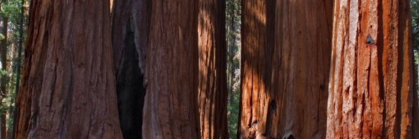 zoejerv Profile Banner