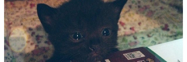 cats_likeaboss's profile banner image