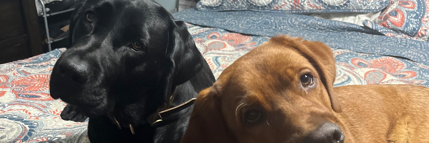 David O'Brien banner