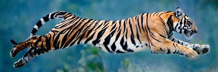 gogoderbasi's profile banner image