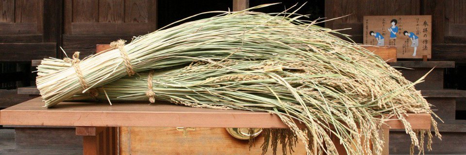 花鳥風月💉💉💉💉 banner