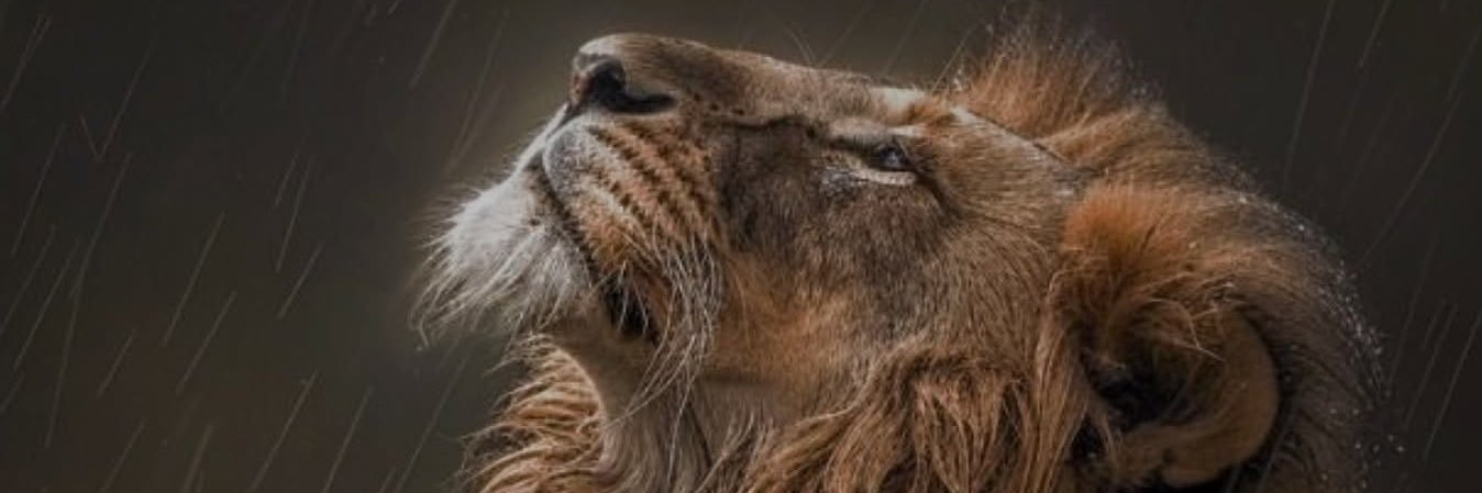 _LuisQuinteros's profile banner image
