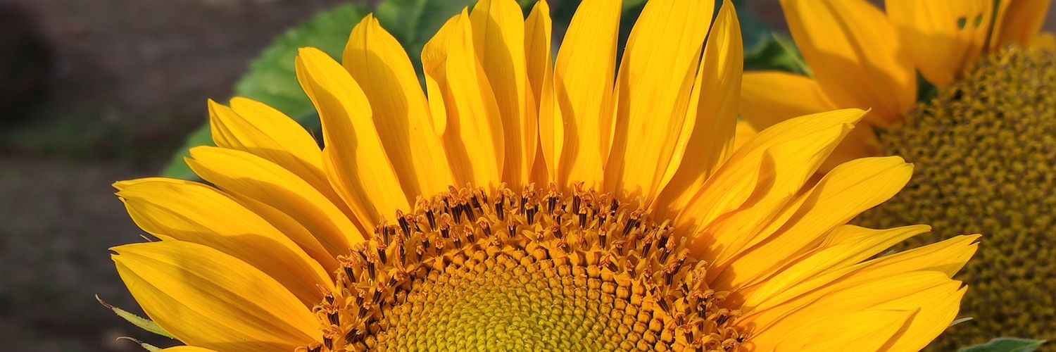 wildjayesh's profile banner image