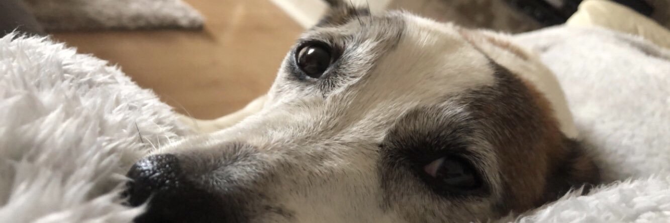 eliseelemon's profile banner image