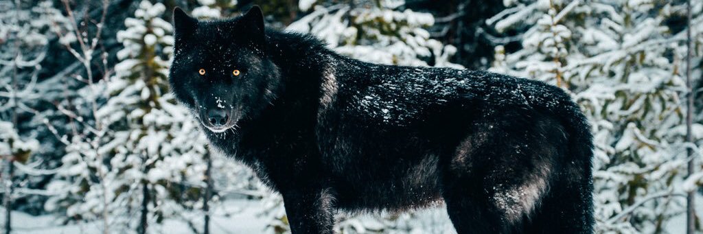 NickBush3's profile banner image