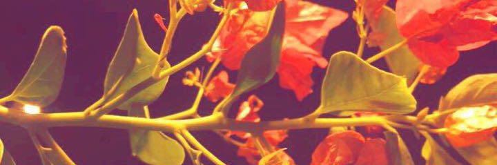 D27786267's profile banner image
