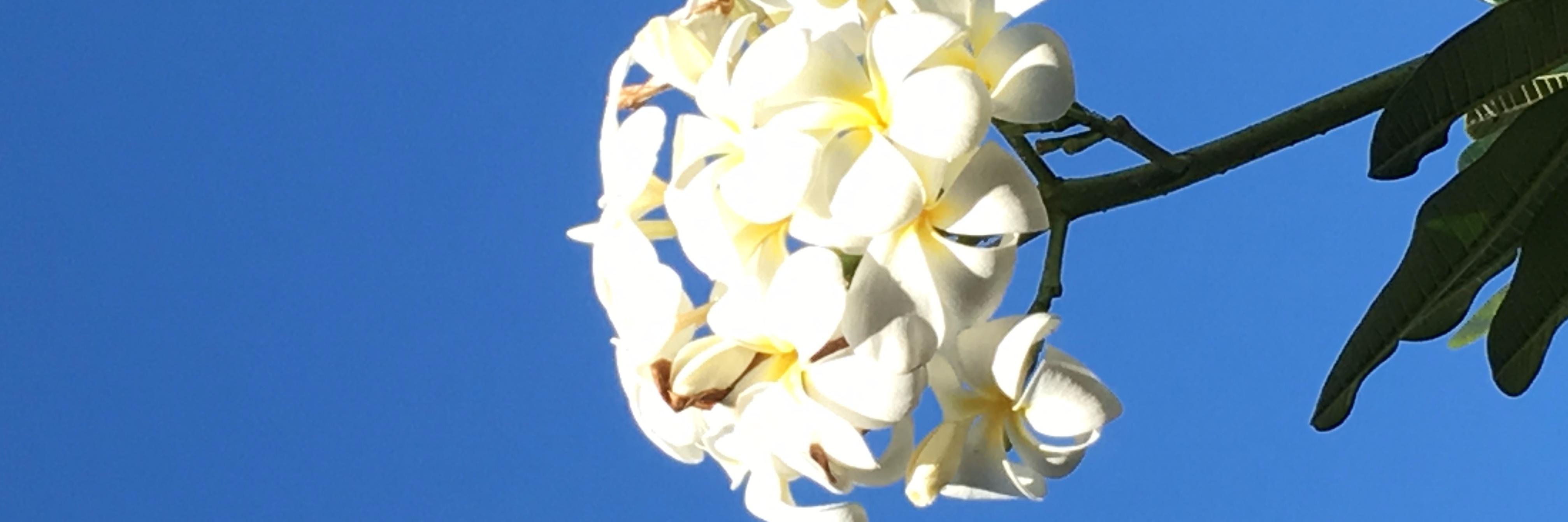 DaWanna Wilkins banner